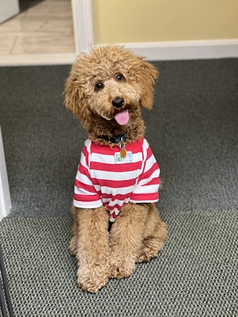 Big Dog Red Black Plaid Pajamas – Leveret Clothing